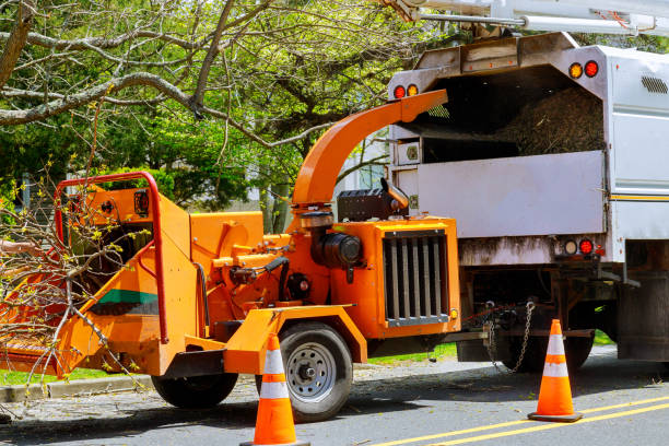 Gautier, MS Tree Removal Company