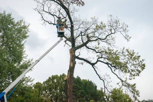 How Our Tree Care Process Works  in  Gautier, MS